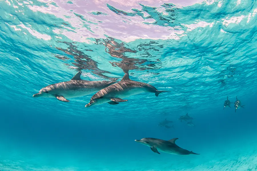 Dauphin à Tikehau île des Tuamotu
