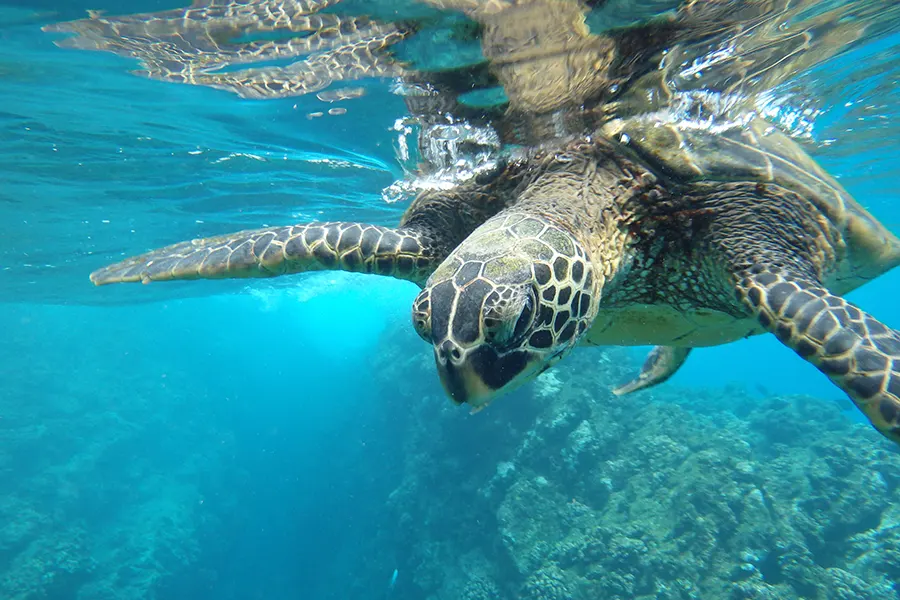 Tortue de mer