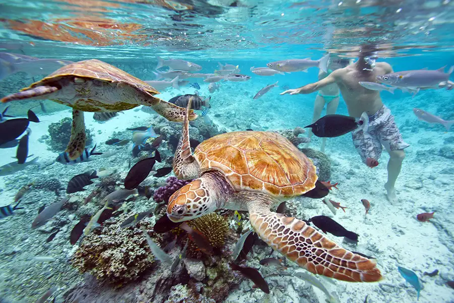Tortue-de-mer-bora-bora