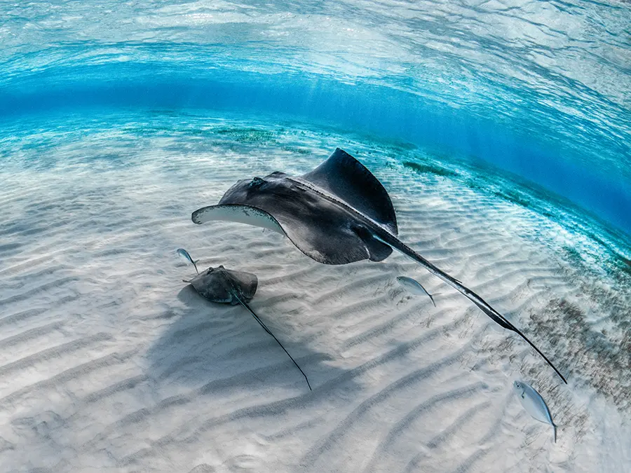 gros-plan-d-une-raie-avec-son-bebe-nageant-sous-l-eau-avec-d-autres-poissons