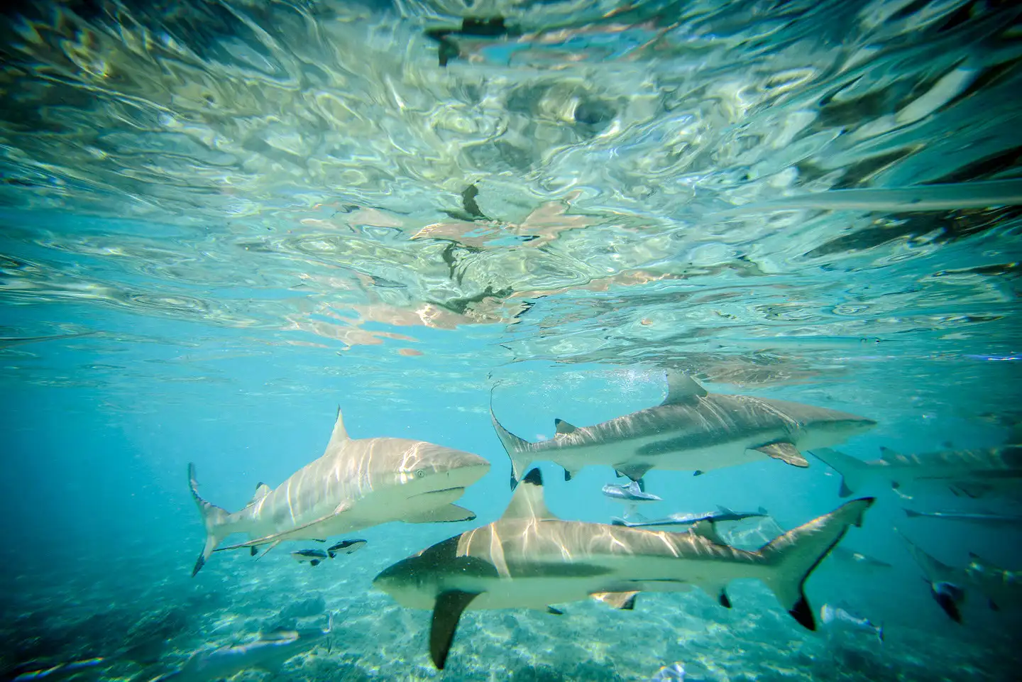 requin-pointe-noir-bora-bora