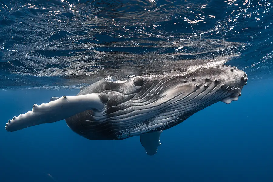 Baleine-iles-Australes