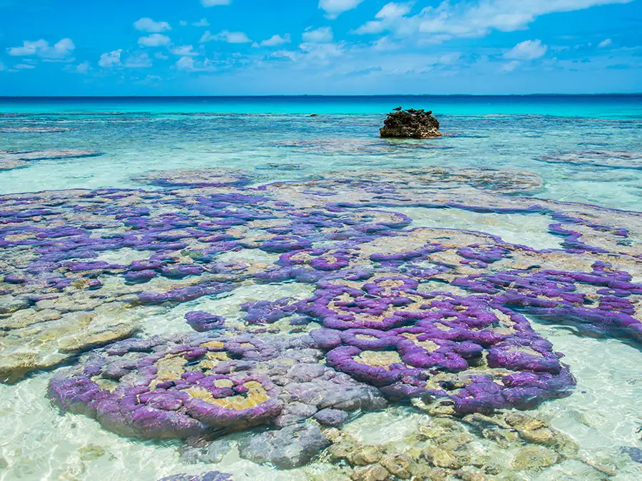 Corail-Tikehau