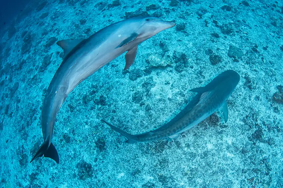 Dauphin-Requin-Rangiroa