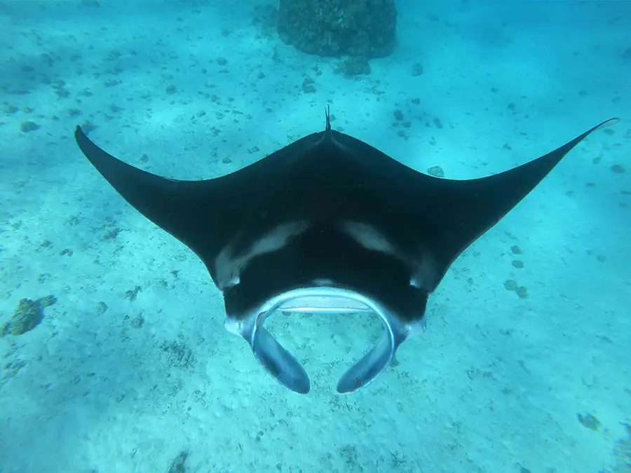 Raie Manta-Fafapiti-Tikehau-2