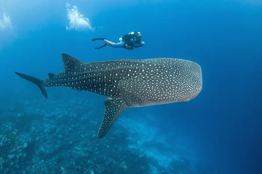 Requin-Baleine-Rangiroa