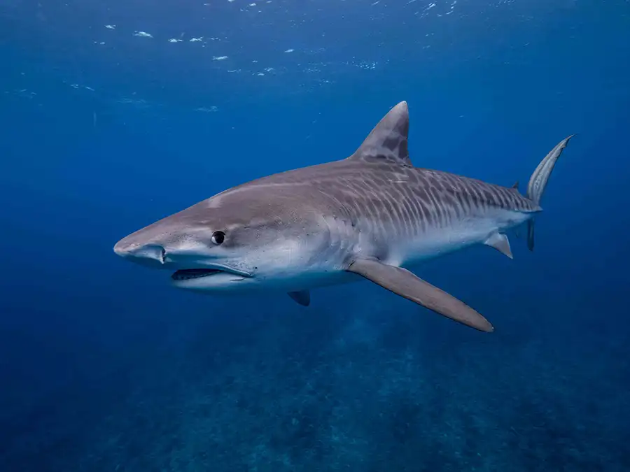 Requin-Marteau-Tikehau