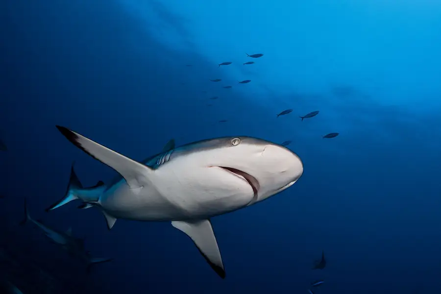 Requins-gris-Fakarava-2