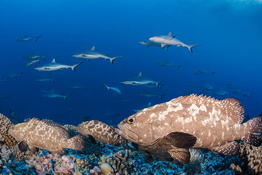 Requins-gris-Fakarava-3