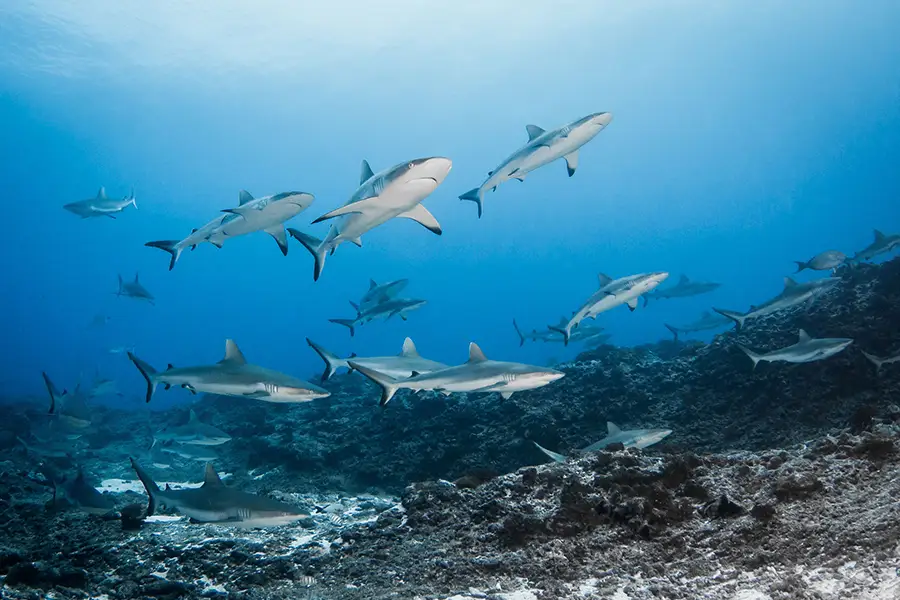 Requins-gris-Fakarava