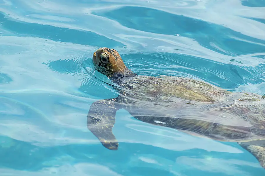 Tortue-Moorea