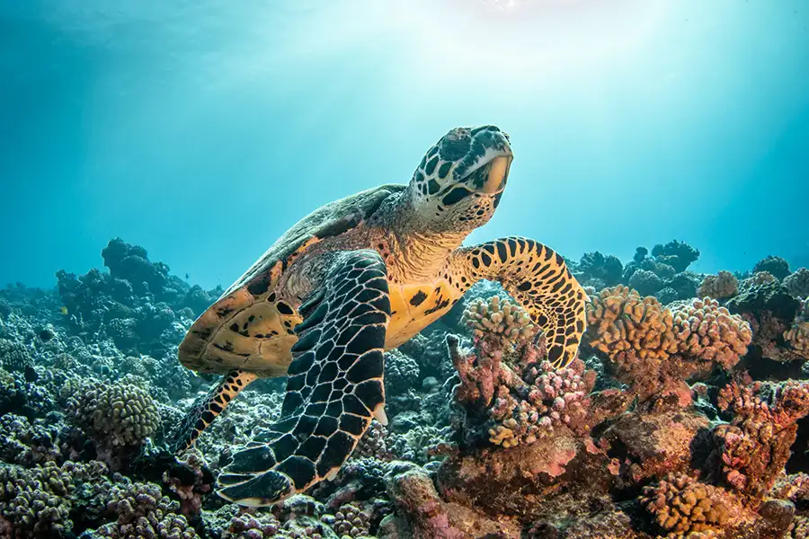 Tortue-Rangiroa
