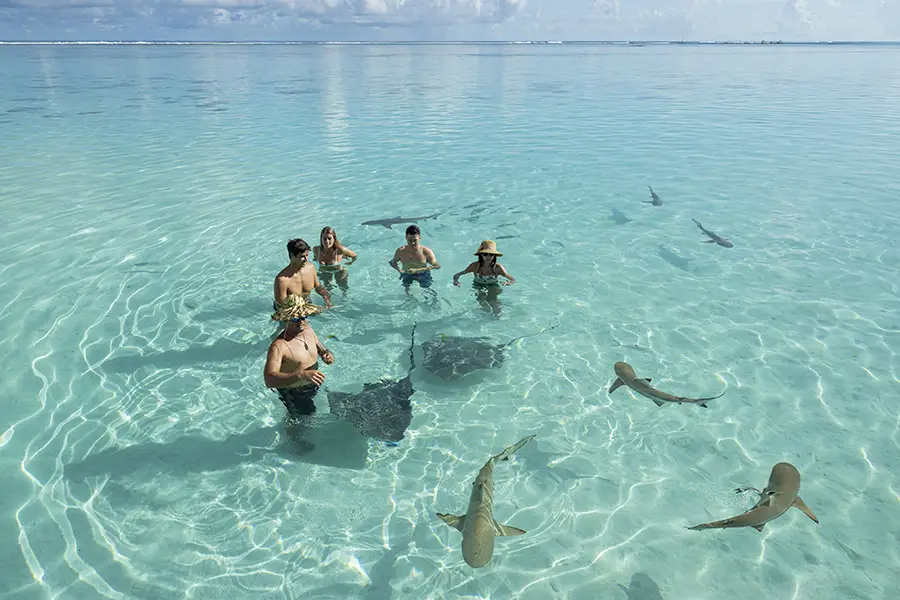 requin-Moorea